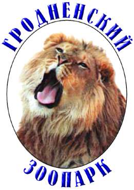 Гродненский зоопарк, лев
