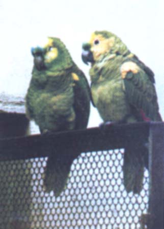 Попугай-Синелобый амазон