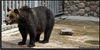 Бурый медведь(Ursus arctos)
