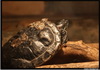 Красноухая черепаха(Trachemys scripta)