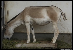 Туркменский кулан(Equus hemionus kulan (E. onager kulan))