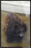Барибал (американский черный медведь)(Ursus americanus)