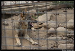 Серый волк(Canis lupus)
