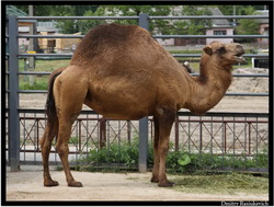 Одногорбый верблюд (дромадер)(Camelus dromedarius)