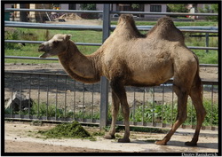 Двугорбый верблюд (бактриан)(Camelus bactrianus)