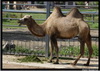 Двугорбый верблюд (бактриан)(Camelus bactrianus)