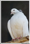 павлиний голубь(pavoninus Columba)