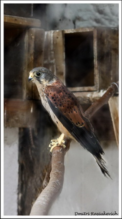 Обыкновенная пустельга(Falco tinnunculus)