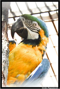 Сине-жёлтый ара(Ara ararauna)