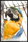 Сине-жёлтый ара(Ara ararauna)